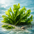 Alga wakame