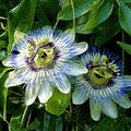 Aceite de semilla de pasiflora